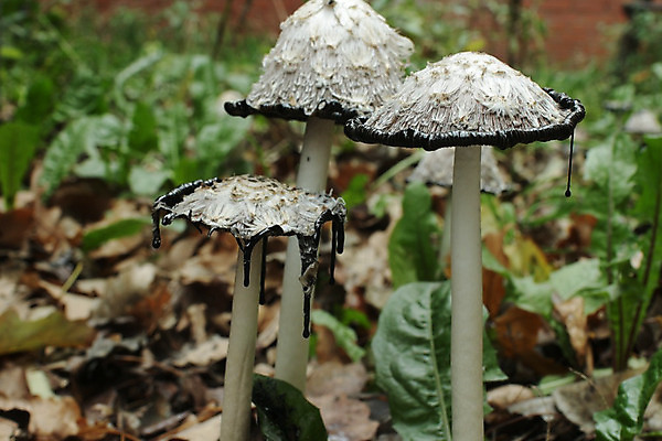 포토 JPG 해외이미지 잎 잉크 사람없음 버섯 가을 흰색 갈기 식용 옛날 캡모자 해외202004 해외포토 식물 모자_잡화 계절 컬러 파일형식 이미지허브