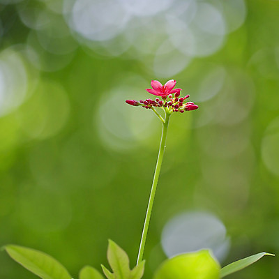 포토 JPG 해외이미지 식물 꽃잎 꽃 분홍색 잎 꽃무늬 자연 사람없음 빨간색 초록색 장미 성장 나뭇가지 작음 관목 묵주 내추럴 고립 해외202004 해외포토 나무 컬러 무늬 종교용품 크기 생태계 파일형식 이미지허브