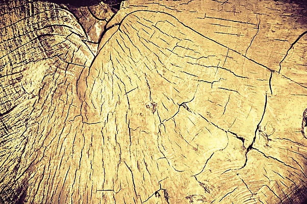 포토 JPG 해외이미지 나무 백그라운드 패턴 부분 자연 날씨 추상 사람없음 목재 옆모습 가로 빛 노란색 손상 회색 반지 구멍 거친 널 숲 자르기 묘사 질감 통나무 스크래치 잡동사니 내추럴 생태학 수목 옛날 노화 해외202004 해외포토 식물 교육 뷰포인트 컬러 컨셉 무늬 재료 장신구 모션 생태계 파일형식 이미지허브