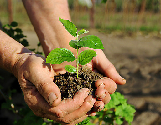 포토 JPG 해외이미지 나무 식물 손 지구 백그라운드 컨셉 잎 농업 자연 아이디어 사람없음 목재 초록색 빛 농장 새싹 환경 정원 흙 성장 잡기 보호 농부 유기농 원예 뿌리 건포도 땅바닥 모종 묘목 밭일 생태학 심기 취급주의 해외202004 해외포토 직업 웰빙 교육 산업 컬러 재료 모션 포도 바닥 경고 취미 신체부위 생태계 건과일 파일형식 이미지허브
