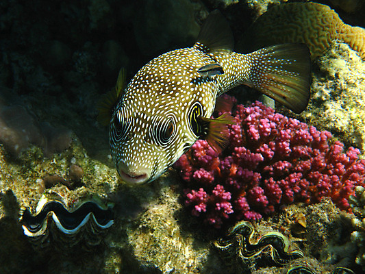 포토 JPG 해외이미지 동물 야생동물 바다 아프리카 자연 휴가 휴식 바닥 이집트 어류 사람없음 물 여름 수중 수영 스노클링 산호 다이빙 암초 발견 깊이 동물상 이국적 해외202004 해외포토 자연요소 계절 나라 컨셉 조형물 수중동물 수상스포츠 자포동물 생태계 수중스포츠 파일형식 이미지허브