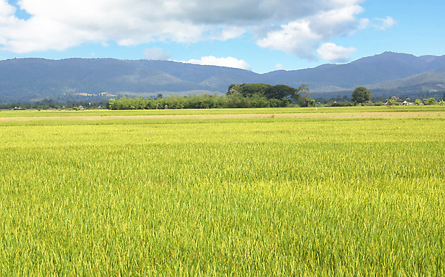 포토 JPG 해외이미지 식물 외관 아시아 지구 백그라운드 잎 농업 태국 자연 하늘 밥 동양인 풍경 사람없음 야외 초록색 물 파란색 농작물 컬러풀 농장 노란색 정원 수확 가을 흰색 나뭇가지 시골 시리얼 파란배경 동쪽 산기슭 내추럴 논밭 밭일 숙성 해외202004 해외포토 자연요소 나무 계절 나라 산업 음식 컬러 밭 산 논 인종 방향 생태계 파일형식 이미지허브