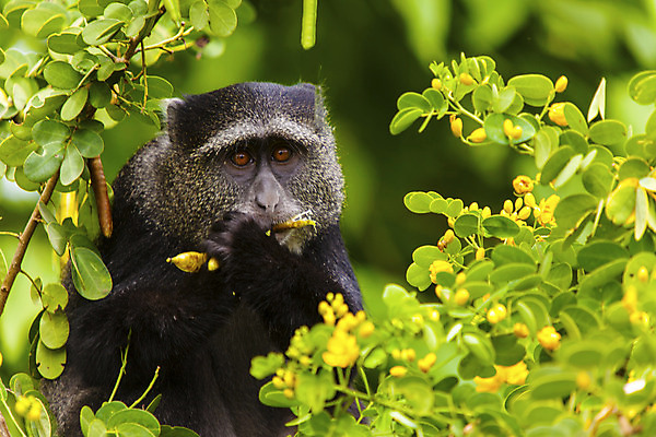 포토 JPG 해외이미지 나무 식물 야생동물 잎 포유류 아프리카 털 사람없음 초록색 머리 검은색 원숭이 모피 먹기 동물상 수유 숨기 탄자니아 해외202004 해외포토 동물 나라 컬러 모션 신체부위 조형물 파일형식 이미지허브