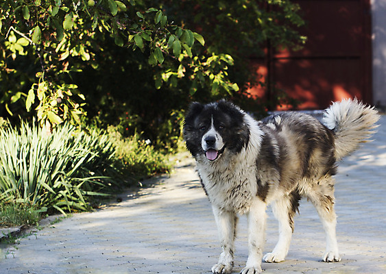 포토 JPG 해외이미지 백인 응시 놀이 이끼 안전 사람없음 초록색 갈색 검은색 흙 봄 총 슬픔 분노 흰색 나뭇가지 양 막대기 양치기 개 강아지 고독 큼 모피 귀 위치 솜털 토막 양모 땅바닥 양발 우울감 유래 집게발 순종 해외202004 해외포토 서양인 나무 직업 시선 계절 감정 무기 컬러 포유류 바닥 신체부위 반려동물 직물 크기 왕 파일형식 이미지허브
