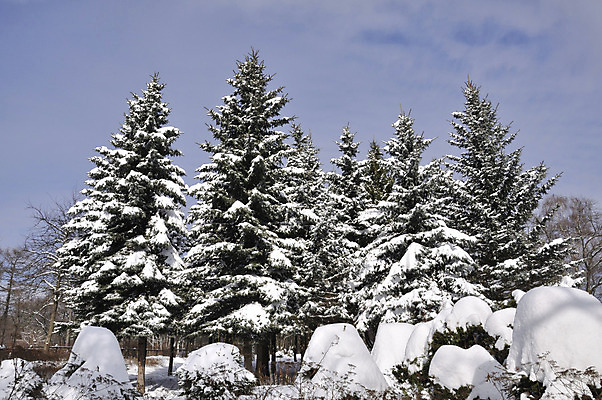 포토 JPG 해외이미지 나무 계절 백그라운드 겨울 날씨 풍경 사람없음 목재 그래픽 파란색 맑음 얼음 추위 흰색 나뭇가지 숲 시원함 그림 눈내림 해외202004 해외포토 자연요소 식물 컬러 재료 눈_날씨 파일형식 이미지허브