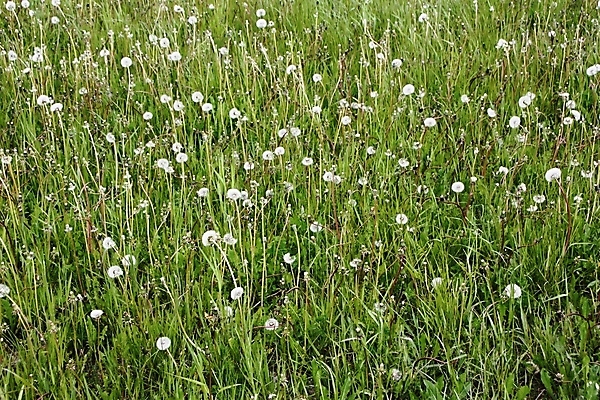 포토 JPG 해외이미지 꽃 밭 공 자연 추상 씨앗 잔디 사람없음 원형 민들레 부드러움 땅바닥 평야 해외202004 해외포토 도형 식물 무늬 농업 바닥 감각 생태계 파일형식 이미지허브