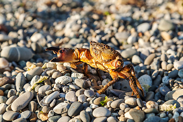 포토 JPG 해외이미지 바다 여행 백그라운드 자연 사람없음 야외 가로 물 햇빛 갈색 산책 게 조약돌 보호 매끈함 오브젝트 내추럴 집게발 해외202004 해외포토 자연요소 컬러 컨셉 휴식 갑각류 태양 돌_바위 감각 생태계 파일형식 이미지허브