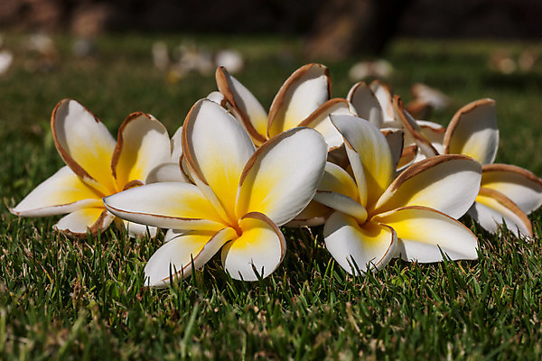 포토 JPG 해외이미지 식물 디자인 계절 꽃잎 꽃 아시아 종교 선 분홍색 백그라운드 잎 태국 자연 휴가 이집트 사람없음 장식 초록색 노란색 정원 맑음 침묵 벚꽃 흰색 개화 우아함 닫기 인도인 다발 심볼 명상 향기 베트남 발리 신성 몰디브 이국적 파라다이스 해외202004 해외포토 외국인 나라 컬러 섬 컨셉 모션 아프리카 날씨 동양인 동남아시아 소리 생태계 냄새 인도네시아 파일형식 이미지허브