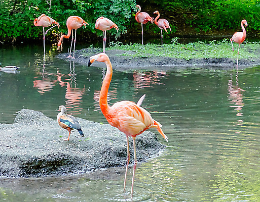포토 JPG 해외이미지 동물 호수 야생동물 분홍색 자연 조류 수영장 동물원 사람없음 야외 빨간색 물 컬러풀 미국 목욕 활발 연못 그룹 황무지 숲 플라밍고 깃털 생물학 부리 목 서식지 내추럴 동물상 이국적 스플래쉬 해외202004 해외포토 자연요소 교육 컬러 컨셉 북아메리카 신체부위 조형물 청결 생태계 파일형식 이미지허브
