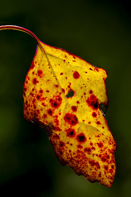 포토 JPG 해외이미지 줄기 잎 사람없음 빨간색 초록색 노란색 검은색 가을 구멍 정맥 해외202004 해외포토 식물 계절 컬러 혈관 파일형식 이미지허브