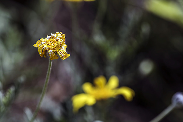 포토 JPG 해외이미지 식물 실루엣 꽃다발 잎 꽃무늬 자연 날씨 휴식 그림자 선물 사랑 사람없음 햇빛 노란색 새싹 정원 화목 힘 봄 활발 에너지 성장 흰색 시골 인사 달콤 향수 향기 냄새 꽃가루 부드러움 고립 돌봄 해외202004 해외포토 계절 꽃 감정 컬러 컨셉 무늬 모션 촬영기법 태양 화장품 예절 감각 맛 가루 생태계 파일형식 이미지허브