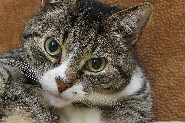 포토 JPG 해외이미지 동물 1 응시 백그라운드 장난 수염 털 사람없음 반려동물 귀여움 고양이 줄무늬 회색 흰색 모피 꼬리 얼룩무늬 솜털 고립 기르기 해외202004 해외포토 시선 컬러 컨셉 무늬 포유류 돌봄 파일형식 이미지허브