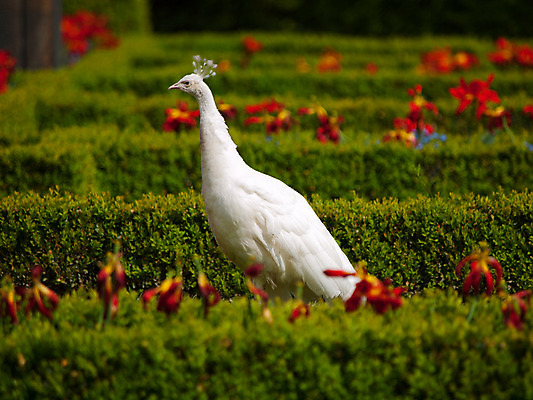 포토 JPG 해외이미지 동물 응시 공원 남자 야생동물 포즈 백그라운드 자연 조류 왕관 동물원 사람없음 야외 장식 컬러풀 머리 흰색 우아함 닫기 공작 깃털 꼬리 부리 보케 목 꿩 수탉 동물상 웅장함 이국적 해외202004 해외포토 시선 공공시설 컬러 컨셉 모션 사람 신체부위 조형물 닭 수컷 생태계 파일형식 이미지허브