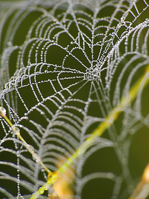 포토 JPG 해외이미지 나무 식물 꽃 아침 사람없음 안개 실 떨어짐 거미줄 거미 올가미 해외202004 해외포토 주간 곤충 컨셉 날씨 파일형식 이미지허브