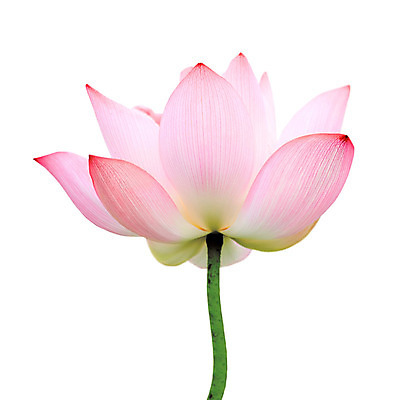 포토 JPG 해외이미지 식물 꽃잎 꽃 선 분홍색 백그라운드 잎 꽃무늬 자연 연꽃 사람없음 야외 여름 평화 정원 화목 고요 벚꽃 흰색 시골 신선 개화 우아함 백합 순수 명상 내추럴 고립 해외202004 해외포토 계절 컬러 컨셉 무늬 생태계 파일형식 이미지허브