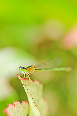 포토 JPG 해외이미지 식물 동물 공원 꽃 야생동물 곤충 백그라운드 잎 신체 자연 사람없음 여름 태양 환경 용 투명 작음 날씬함 사냥 해외202004 해외포토 자연요소 계절 공공시설 크기 몸매 생태계 파일형식 이미지허브