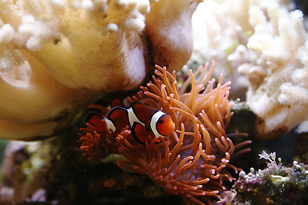 포토 JPG 해외이미지 동물 야생동물 바다 오렌지 자연 어류 사람없음 물 반려동물 수중 수영 줄무늬 광대 흰색 산호 다이빙 암초 수족관 소금물 아네모네 이국적 해외202004 해외포토 자연요소 꽃 컬러 무늬 과일 수중동물 수상스포츠 자포동물 생태계 수중스포츠 파일형식 이미지허브