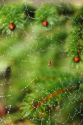 포토 JPG 해외이미지 계절 곤충 자연 사람없음 초록색 물 컬러풀 봄 물방울 원형 떨어짐 이슬 실크 거미줄 구슬 사냥 육식동물 거미 내추럴 기어가기 복잡 취급주의 해외202004 해외포토 자연요소 도형 동물 컬러 컨셉 모션 경고 직물 생태계 파일형식 이미지허브
