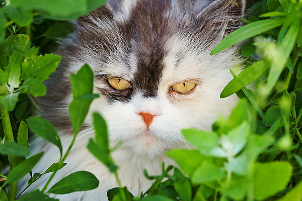포토 JPG 해외이미지 식물 동물 1 얼굴 잎 자연 사람없음 야외 초록색 반려동물 정원 사진촬영 고양이 티켓 닫기 싱글 옛날 해외202004 해외포토 컬러 포유류 모션 신체부위 촬영 생태계 파일형식 이미지허브