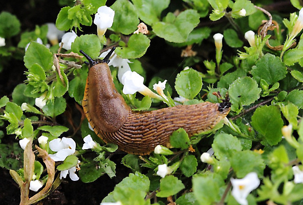 포토 JPG 해외이미지 식물 동물 잎 파충류 자연 연체동물 주택 사람없음 빨간색 초록색 갈색 환경 정원 어둠 샐러드 젖음 흰색 해충 호흡 땅 먹기 싸움 문제 촉수 느림 리빙 내추럴 기어가기 무료 민달팽이 센서 스페인어 제어 침범 해외202004 해외포토 음식 컬러 모션 무척추동물 건물 벌레 생태계 파일형식 달팽이_동물 이미지허브