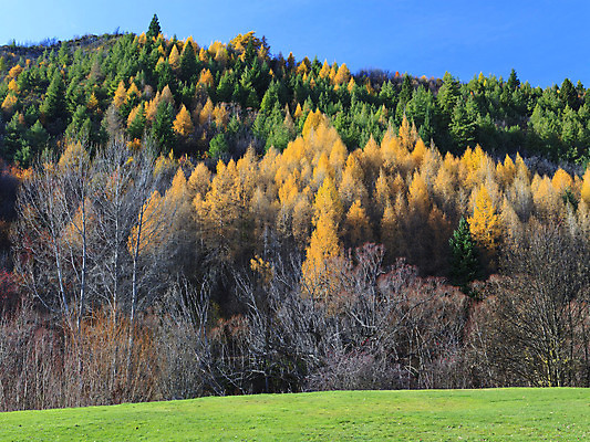 포토 JPG 해외이미지 나무 식물 계절 공원 섬 백그라운드 단풍 잎 밭 오렌지 자연 하늘 왕관 화살 새로움 풍경 잔디 사람없음 야외 빨간색 초록색 파란색 컬러풀 노란색 정원 계곡 가을 시골 소나무 황무지 숲 그림 뉴질랜드 장면 타운 남쪽 내추럴 해외202004 해외포토 공공시설 컬러 컨셉 농업 과일 도시 오세아니아 방향 생태계 파일형식 이미지허브