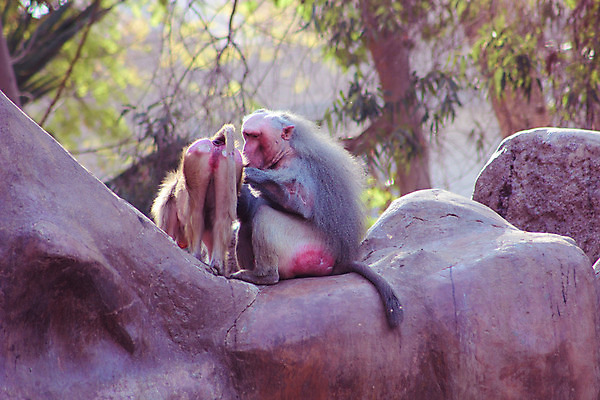 포토 JPG 해외이미지 동물 1 계절 공원 얼굴 여행 백그라운드 포유류 아프리카 자연 생물 털 동물원 이집트 종류 미술 동양인 풍경 사람없음 야외 초록색 갈색 환경 원숭이 표현 숲 모피 먹기 유인원 포트폴리오 해외202004 해외포토 공공시설 나라 컬러 모션 문화예술 인종 신체부위 생태계 파일형식 이미지허브