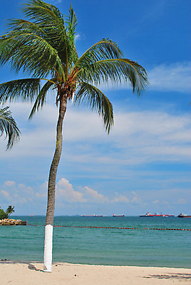 포토 JPG 해외이미지 나무 식물 계절 아시아 모래 바다 섬 여행 컨셉 자연 하늘 바람 휴가 휴식 동양인 사람없음 물 파란색 강 모래사장 평화 침묵 고요 자유 흰색 개울 심볼 하와이 코코넛 석호 파라다이스 해외202004 해외포토 자연요소 나라 컬러 과일 날씨 인종 미국 소리 생태계 파일형식 이미지허브