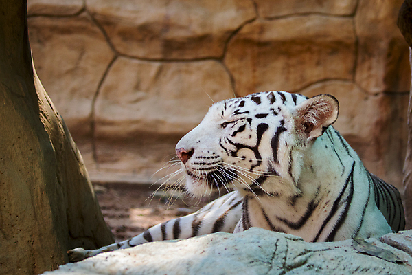 포토 JPG 해외이미지 주간 한마리 야생동물 엎드리기 동물원 사람없음 야외 눈감음 맹수 백호 해외202004 해외포토 자연요소 동물 1 모션 호랑이 파일형식 사방신 이미지허브