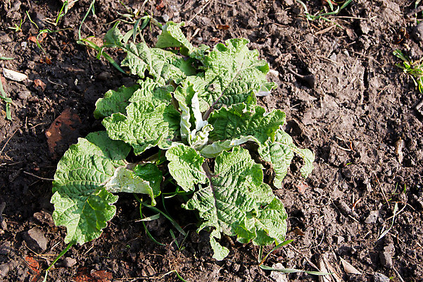 포토 JPG 해외이미지 식물 컨셉 자연 표면 날씨 새로움 사람없음 초록색 여름 새싹 평화 환경 봄 손상 사막 성장 죽음 변화 땅 전쟁 가뭄 엉겅퀴 재앙 해외202004 해외포토 계절 꽃 컬러 생태계 파일형식 이미지허브