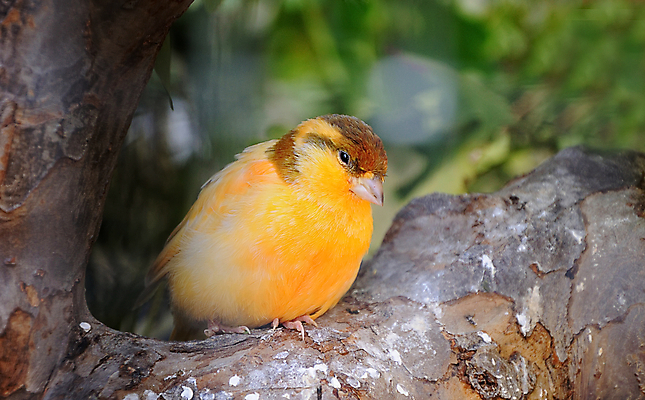 포토 JPG 해외이미지 나무 동물 척추동물 야생동물 오렌지 자연 조류 종류 앉기 사람없음 컬러풀 노란색 정원 나뭇가지 황무지 작음 깃털 부리 새장 동물상 해외202004 해외포토 식물 컬러 과일 모션 조형물 크기 생태계 케이지 파일형식 이미지허브
