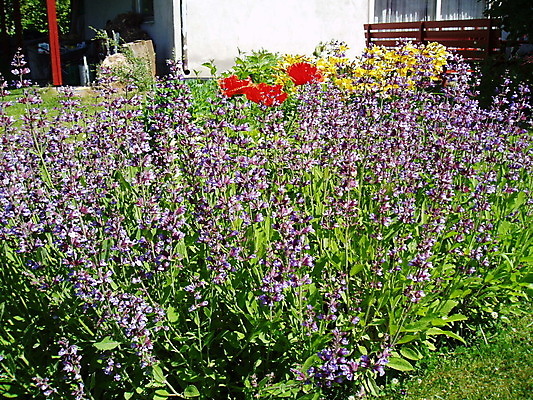 포토 JPG 해외이미지 꽃 사람없음 정원 라일락 해외202004 해외포토 식물 파일형식 이미지허브