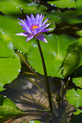 포토 JPG 해외이미지 식물 꽃잎 꽃 아시아 문화 선 분홍색 꽃무늬 패턴 불교 자연 사람없음 장식 물 컬러풀 평화 정원 일본 보라색 벚꽃 흰색 신선 개화 우아함 닫기 떨어짐 묘사 명상 싱글 원예 내추럴 고립 이국적 해외202004 해외포토 자연요소 나라 종교 컬러 컨셉 무늬 모션 취미 생태계 파일형식 이미지허브