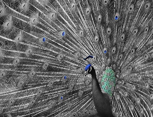 포토 JPG 해외이미지 동물 남자 야생동물 백그라운드 패턴 자연 조류 기술 사람없음 옆모습 가로 초록색 파란색 컬러풀 머리 활발 의식 우아함 공작 전시회 깃털 오브젝트 꼬리 부리 목 보여주기 꿩 수탉 멀티 웅장함 터키석 차단 해외202004 해외포토 뷰포인트 컬러 컨셉 무늬 모션 사람 신체부위 전시 닭 보석 수컷 생태계 파일형식 이미지허브