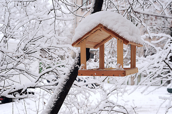포토 JPG 해외이미지 나무 동물 커플 계절 공원 야생동물 음식 겨울 자연 조류 지붕 노르웨이 씨앗 사람없음 야외 목재 반려동물 환경 정원 냉동 얼음 검은색 고양이 추위 나뭇가지 기다림 보호 숲 시원함 모피 손목시계 사냥 서리 새장 S 거짓말 수유 헬프 귀리 해외202004 해외포토 자연요소 식물 알파벳 공공시설 유럽 시계 컬러 컨셉 재료 장신구 포유류 관계 모션 곡류 도움 생태계 케이지 파일형식 이미지허브