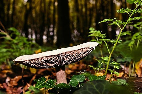 포토 JPG 해외이미지 나무 영국 사람없음 버섯 성장 보케 아이비 곰팡이 삼림지대 해외202004 해외포토 식물 유럽 숲 파일형식 이미지허브