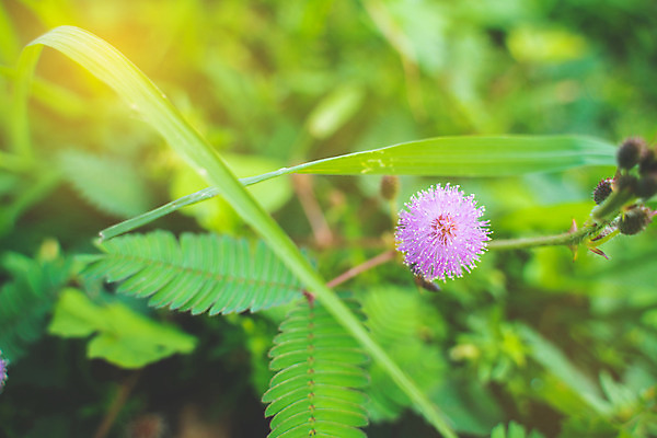 포토 JPG 해외이미지 나무 식물 계절 공원 꽃 분홍색 백그라운드 잎 꽃무늬 패턴 자연 사람없음 야외 빨간색 초록색 컬러풀 정원 보라색 봄 터치 성장 벚꽃 나뭇가지 신선 원형 개화 수줍음 묘사 내추럴 해외202004 해외포토 도형 공공시설 감정 컬러 무늬 생태계 파일형식 이미지허브