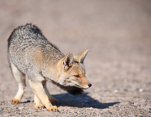 포토 JPG 해외이미지 주간 동물 1 외관 야생동물 포유류 사람없음 야외 가로 머리 회색 남아메리카 경계 여우 아르헨티나 송곳니 동물상 해외202004 해외포토 자연요소 컬러 아메리카 신체부위 조형물 치아 파일형식 이미지허브
