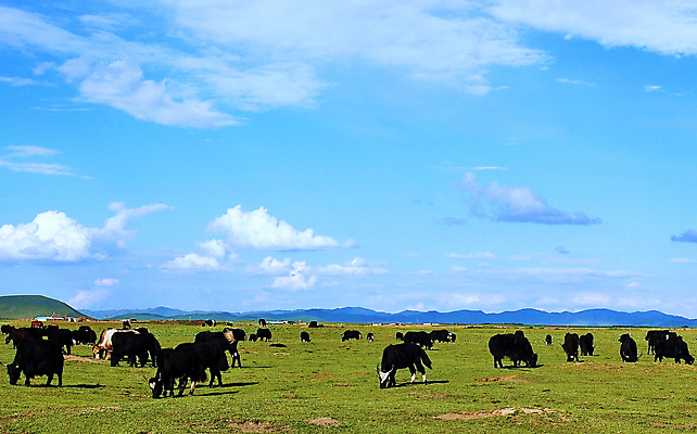 포토 JPG 해외이미지 동물 자연 풍경 사람없음 농장 소 해외202004 해외포토 농업 포유류 생태계 파일형식 이미지허브
