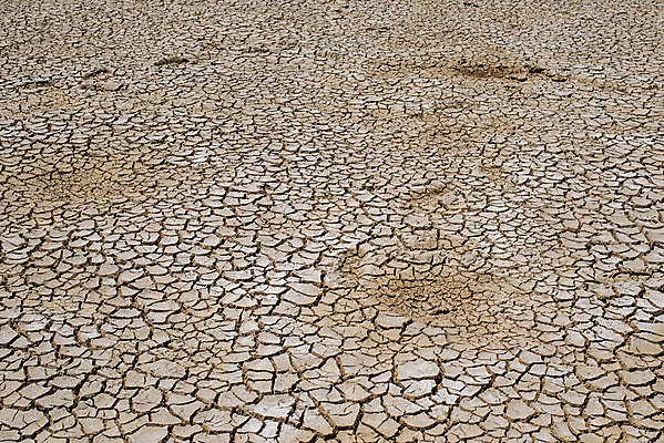 포토 JPG 해외이미지 나무 계절 지구 모래 백그라운드 패턴 자연 표면 추상 건조 사람없음 야외 여름 글로벌 갈색 환경 흙 회색 사막 죽음 뜨거움 거친 균열 땅 묘사 질감 먼지 점토 지역 진흙 가뭄 안심 다리찢기 내추럴 깨짐 땅바닥 재앙 지질학 해외202004 해외포토 식물 교육 컬러 컨셉 무늬 모션 날씨 바닥 육류 생태계 파일형식 이미지허브