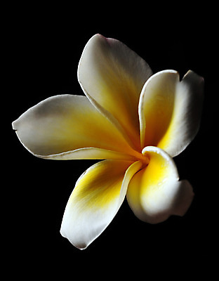 포토 JPG 해외이미지 식물 꽃 꽃무늬 자연 사람없음 노란색 벚꽃 신선 묘사 내추럴 강렬 고립 해외202004 해외포토 컬러 무늬 생태계 파일형식 이미지허브