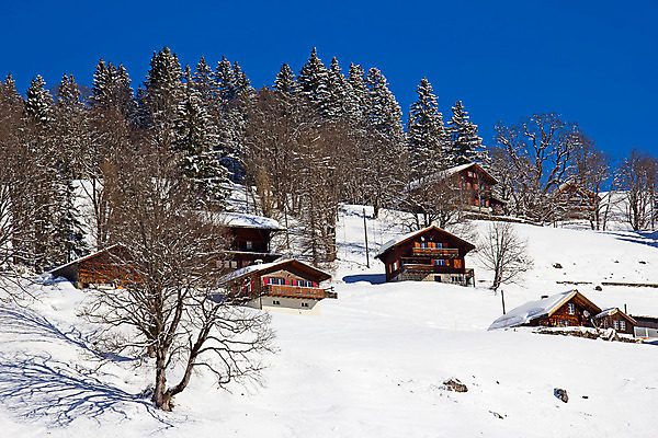 포토 JPG 해외이미지 나무 구름 라이프스타일 유럽 지구 여행 겨울 자연 하늘 스키 산 그림자 풍경 사람없음 야외 파란색 태양 평화 맑음 얼음 추위 흰색 황무지 고급 숲 크리스탈 가루 스위스 서리 알프스 썰매 썰매타기 절정 파라다이스 눈내림 해외202004 해외포토 자연요소 식물 계절 나라 컬러 컨셉 날씨 겨울스포츠 눈_날씨 생활 전통놀이 광석 생태계 파일형식 이미지허브