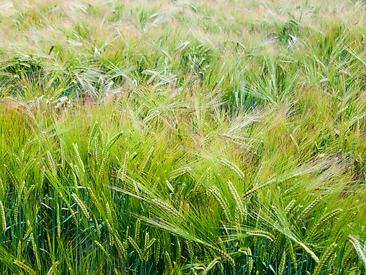 포토 JPG 해외이미지 식물 계절 빵 밭 농업 자연 하늘 바람 휴식 옥수수 풍경 사람없음 야외 초록색 여름 농작물 햇빛 태양 농장 농경지 맑음 봄 활발 수확 시골 신선 닫기 낟알 시리얼 밀 묘사 유기농 질감 내추럴 밭일 생태학 해외202004 해외포토 자연요소 웰빙 교육 산업 음식 컬러 컨셉 모션 날씨 곡류 생태계 파일형식 이미지허브