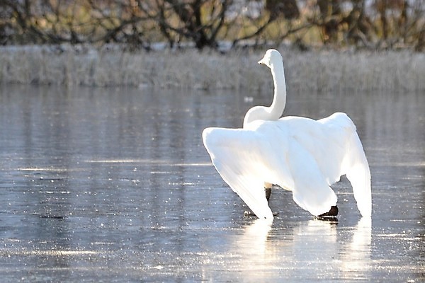 포토 JPG 해외이미지 주간 한마리 호수 사람없음 야외 백조 해외202004 해외포토 자연요소 1 조류 파일형식 이미지허브