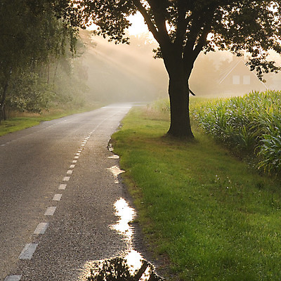 포토 JPG 해외이미지 나무 도로 밭 농업 자연 하늘 주택 옥수수 풍경 사람없음 야외 초록색 여름 햇빛 농가 농장 농경지 환경 안개 시골 땅 내추럴 외양간 밭일 해외202004 해외포토 식물 계절 산업 길 컬러 교통시설 날씨 곡류 건물 태양 생태계 파일형식 이미지허브