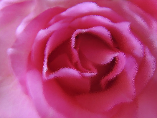 포토 JPG 해외이미지 식물 꽃잎 꽃 분홍색 자연 발렌타인데이 사랑 사람없음 물 장미 디지털 해외202004 해외포토 자연요소 감정 컬러 데이이벤트 생태계 파일형식 이미지허브