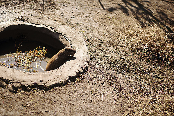 포토 JPG 해외이미지 동물 1 야생동물 백그라운드 포유류 가족 자연 초식동물 털 동물원 사람없음 야외 가로 초록색 물 강 갈색 미국 돼지 닫기 습지 설치류 큼 땅 브라질 거인 남쪽 아르헨티나 내추럴 동물상 초식 해외202004 해외포토 자연요소 컬러 북아메리카 관계 모션 조형물 남아메리카 크기 방향 생태계 파일형식 이미지허브