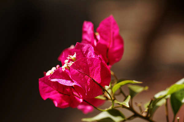 포토 JPG 해외이미지 나무 식물 꽃잎 꽃 줄기 백그라운드 잎 패턴 자연 사람없음 야외 장식 초록색 여름 컬러풀 평화 정원 맑음 보라색 봄 성장 흰색 나뭇가지 개화 조직 닫기 숲 진달래 다발 관목 원예 질감 날카로움 내추럴 떠남 해외202004 해외포토 계절 컬러 컨셉 무늬 모션 날씨 취미 생태계 파일형식 이미지허브