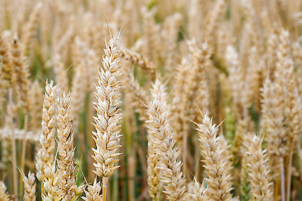 포토 JPG 해외이미지 식물 계절 음식 빵 줄기 밭 농업 재료 자연 건조 건강 옥수수 씨앗 풍경 사람없음 여름 농작물 농장 노란색 수확 성장 가을 시골 황금 아침식사 낟알 시리얼 밀 굽기 보리 귀 장면 스파이크 밀짚 내추럴 밭일 숙성 호밀 세련 비건 해외202004 해외포토 산업 컬러 곡류 신체부위 식사 짚 구이 생태계 채식주의자 파일형식 이미지허브