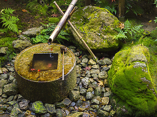 포토 JPG 해외이미지 전통 디자인 아시아 종교 문화 얼굴 음료 선 여행 불교 건축양식 자연 관리 이끼 동양인 사람없음 장식 초록색 물 평화 정원 일본 스파 목욕 흐름 기도 연못 사찰 역사 붓기 빨래 당구 심볼 대나무 묘사 분수 신성 내추럴 교토 숭배 양치류 해외202004 해외포토 자연요소 나무 건축 나라 컬러 컨셉 가사 종교건축 모션 인종 신체부위 구기 청결 생태계 파일형식 이미지허브