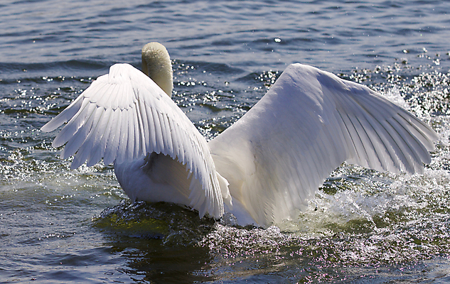 포토 JPG 해외이미지 주간 한마리 호수 사람없음 야외 백조 해외202004 해외포토 자연요소 1 조류 파일형식 이미지허브